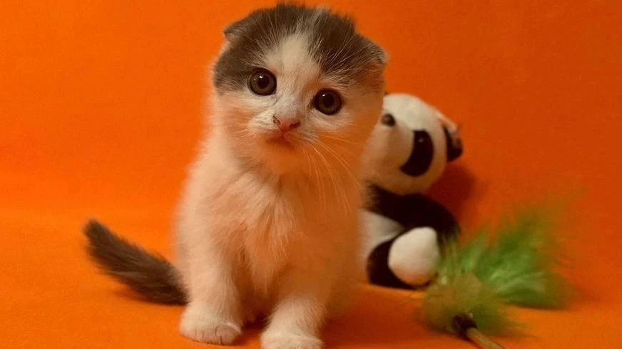 Котенок на миллион!  А вернее, на 5 555 555 рублей. За такую цену в Екатеринбурге продают очаровател