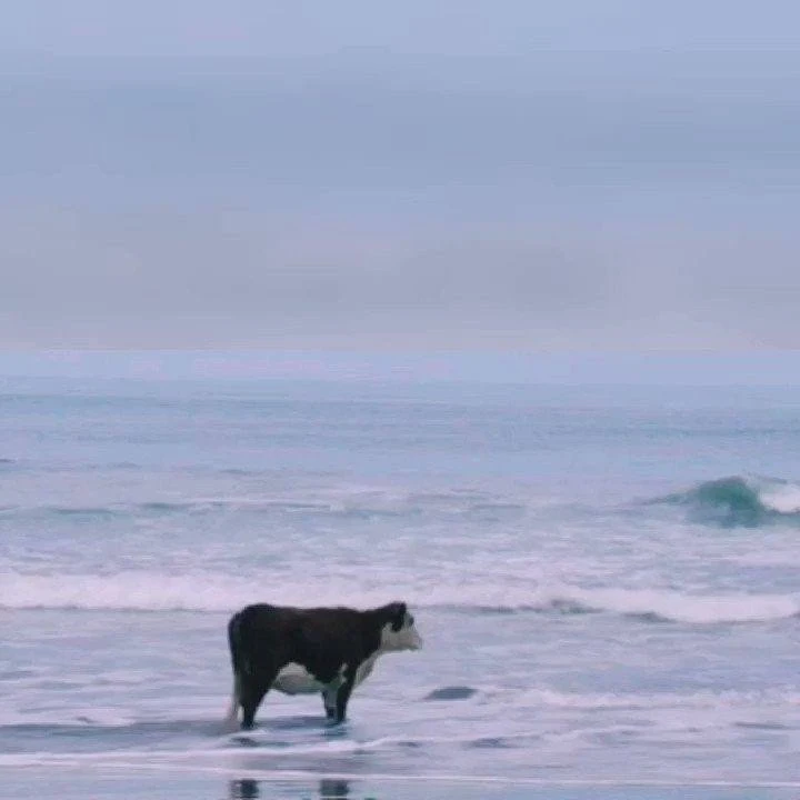 *мыыыы?