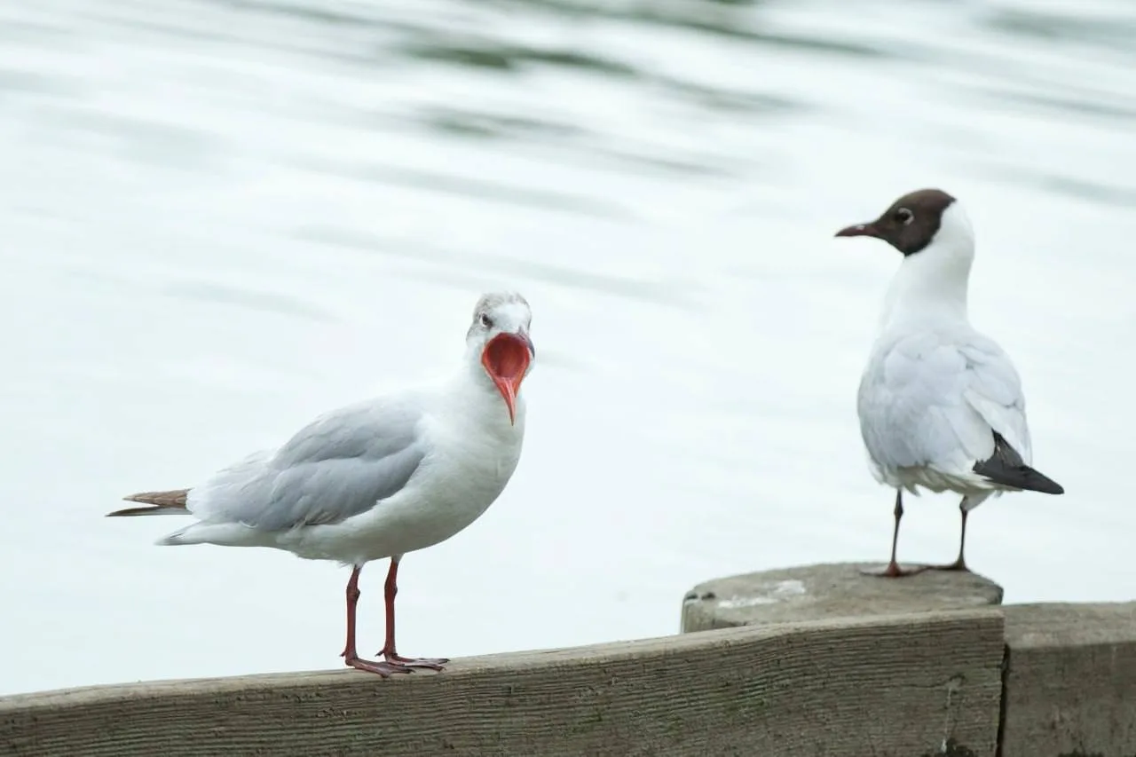 🐦 В Царицыно посчитали пернатых обитателей