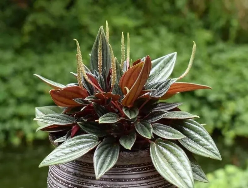 Пеперомия Россо (Peperomia Rosso) – одна из ярких пеперомий, выделяющаяся среди других ...