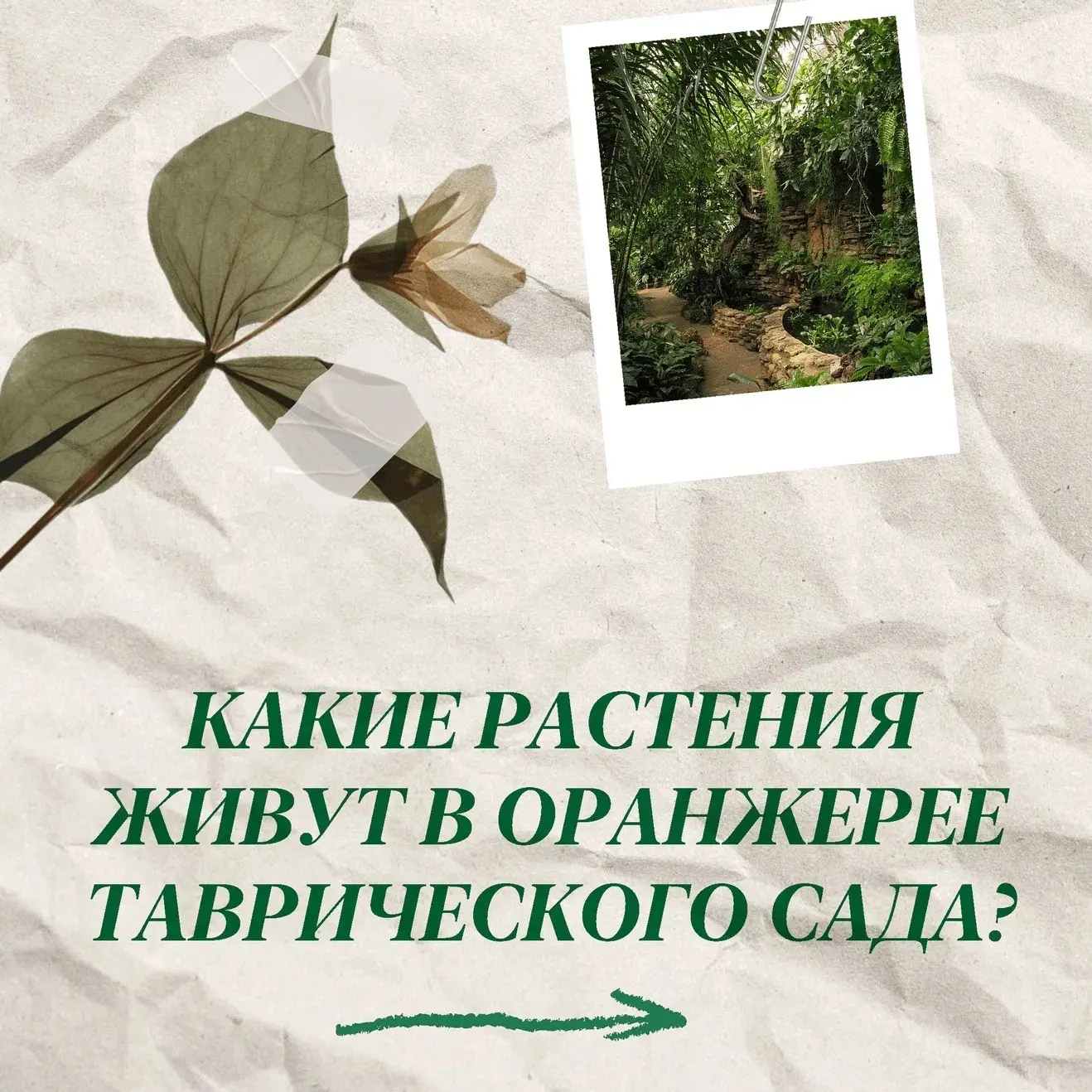 Знаете, где в Петербурге посмотреть на растения, о которых пишут в учебниках и рассказы...