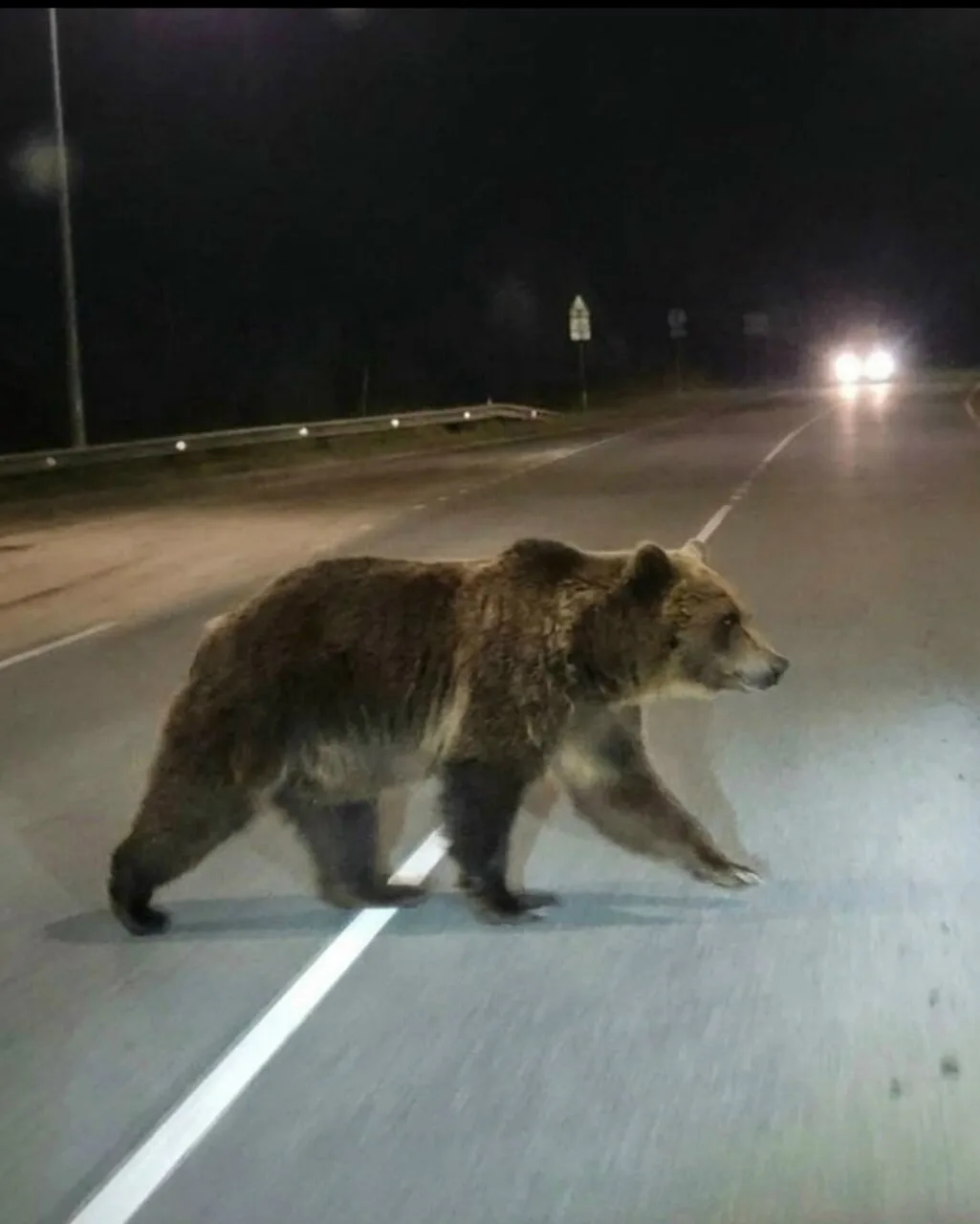 ⚠ Медведь замечен рядом с трассой Архангельск — Северодвинск
