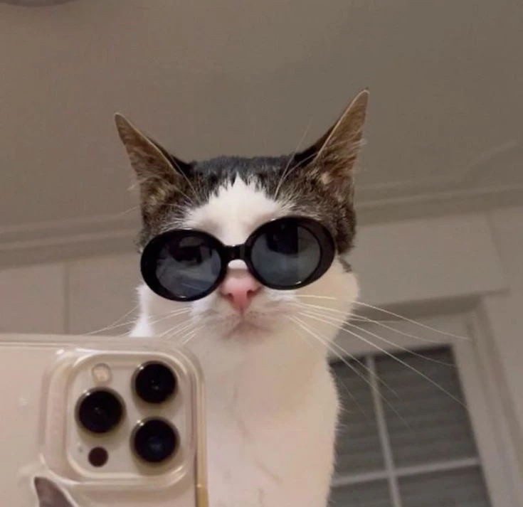 Аватарки селфи котиков 🐈

Вечером будем что-нибудь выбирать 😉

Любишь котиков?
❤ — да
🔥 — неа 
😈
