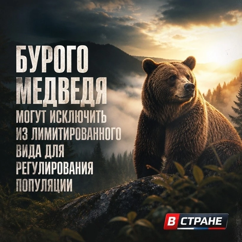 ❗Численность медведей начнут регулировать активнее