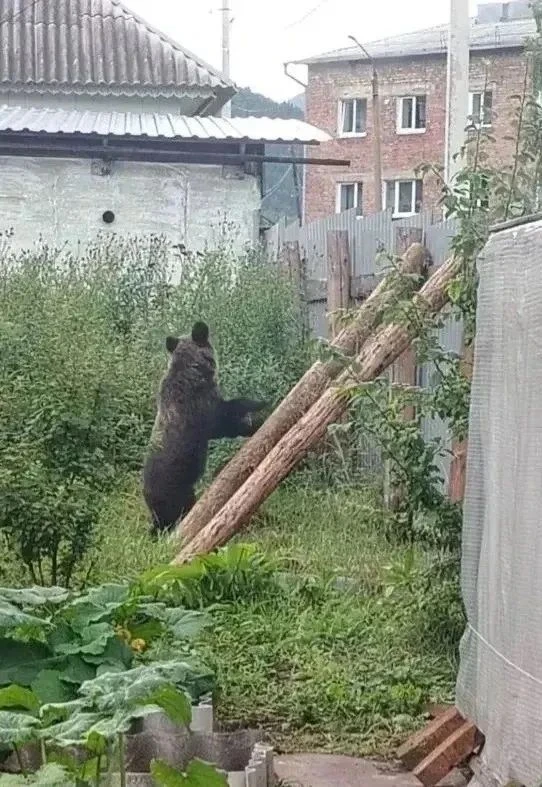 🐻 В связи с многократными выходами медведей из леса в населённые пункты и на туристиче...