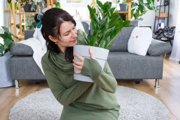 Когда поливать замиокулькас после пересадки? 🌿