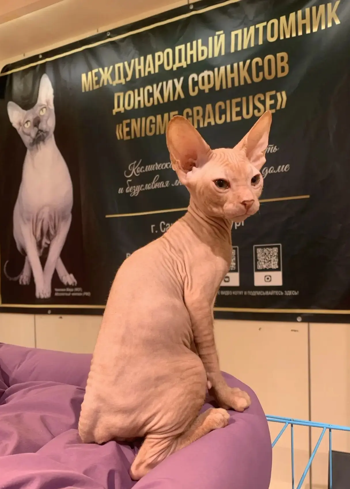 Свободен для брони: рыжий кошачий аристократ Лорд 👑🔥🪐