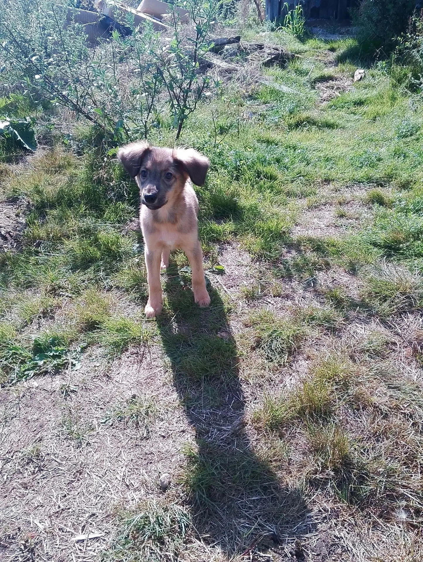 Маленькая Умка очень ждет свое большое счастье! 🐾