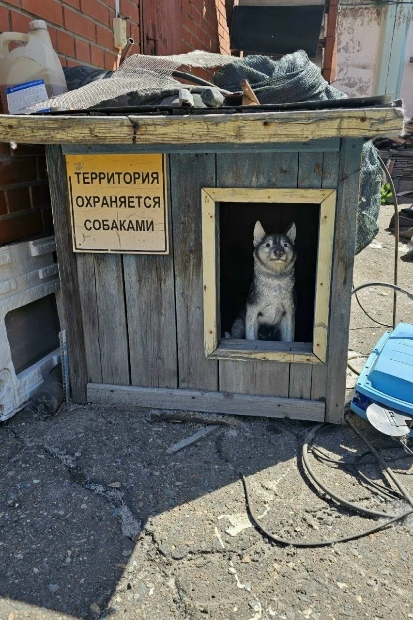 +100 к защите: в Омске обнаружен самый надёжный охранник.