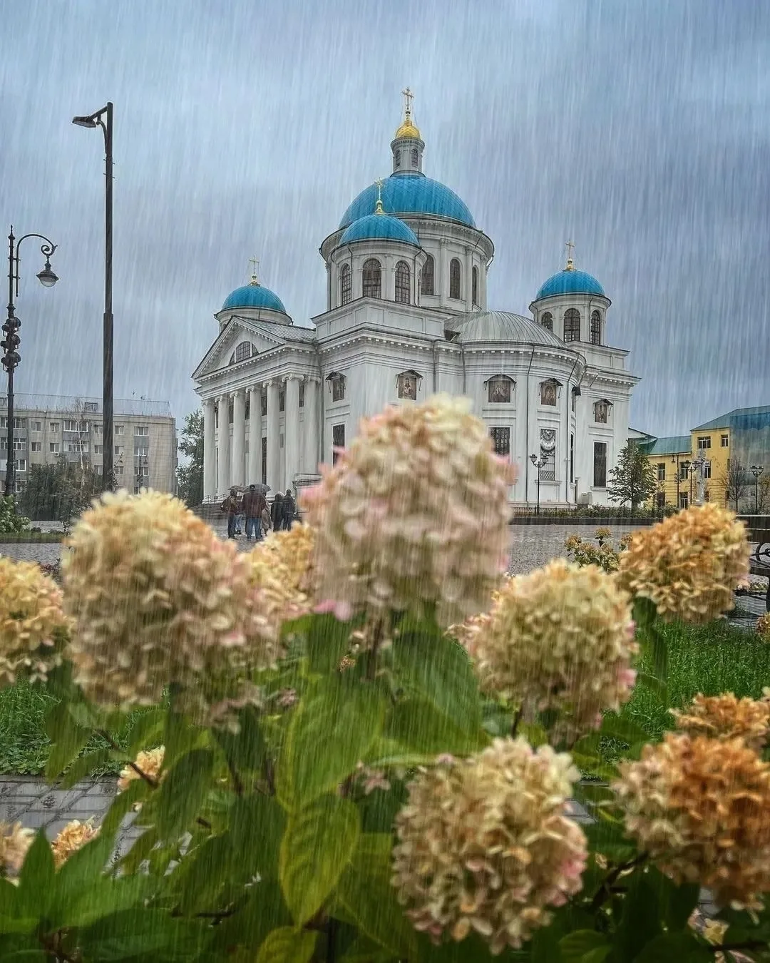 🌧 Казань под дождём, а гортензии всё ещё цветут