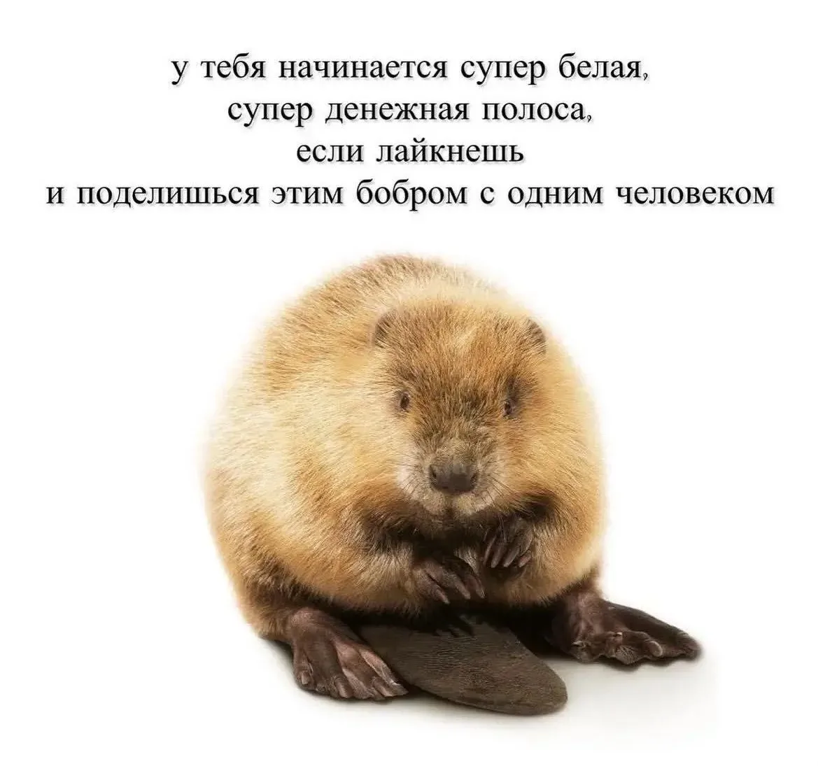 ПЕРВЫЙ МЕМНЫЙ