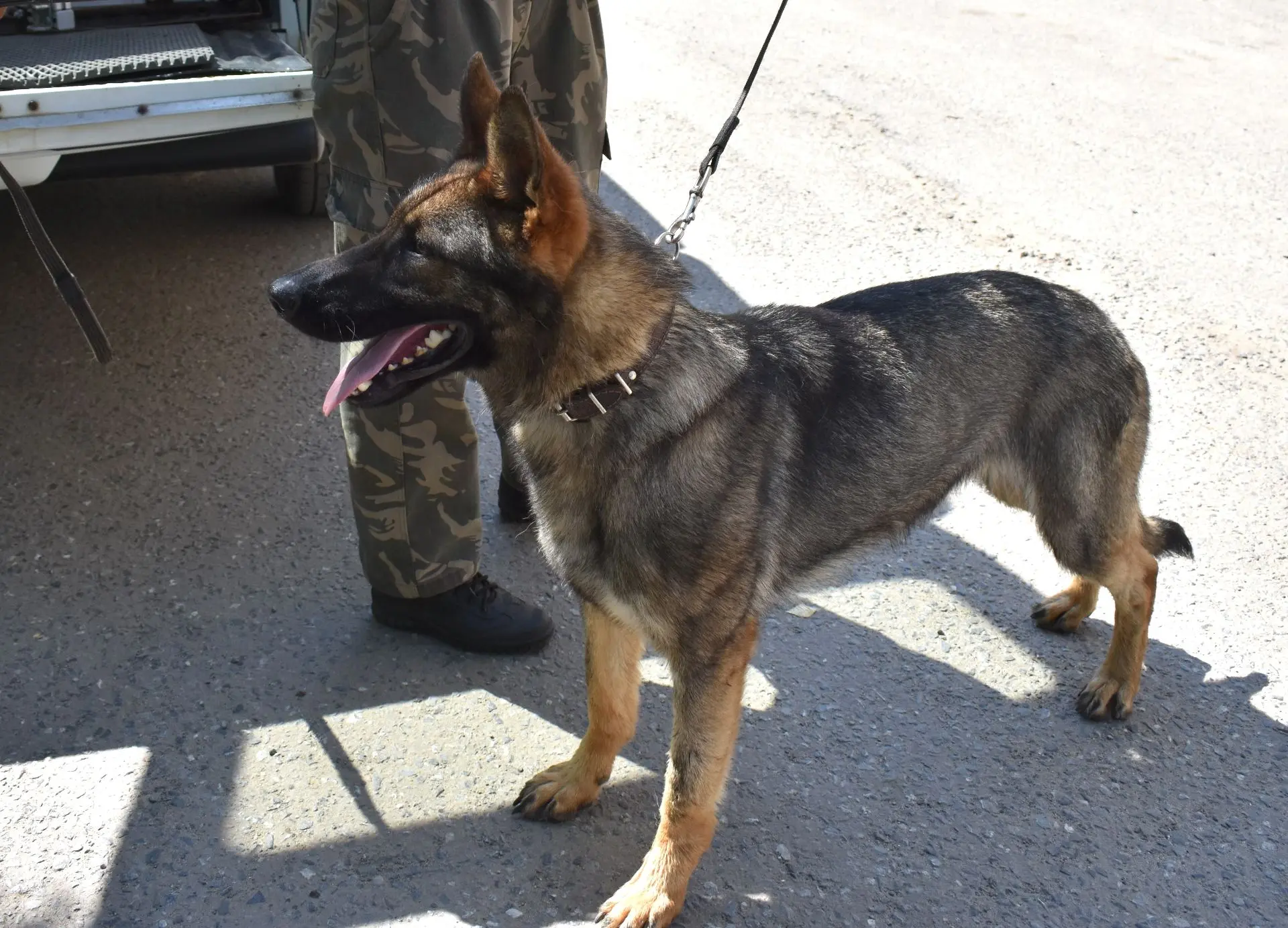 🐕 Немецкая овчарка по кличке Карма из Центра кинологической службы МВД России по Респу...