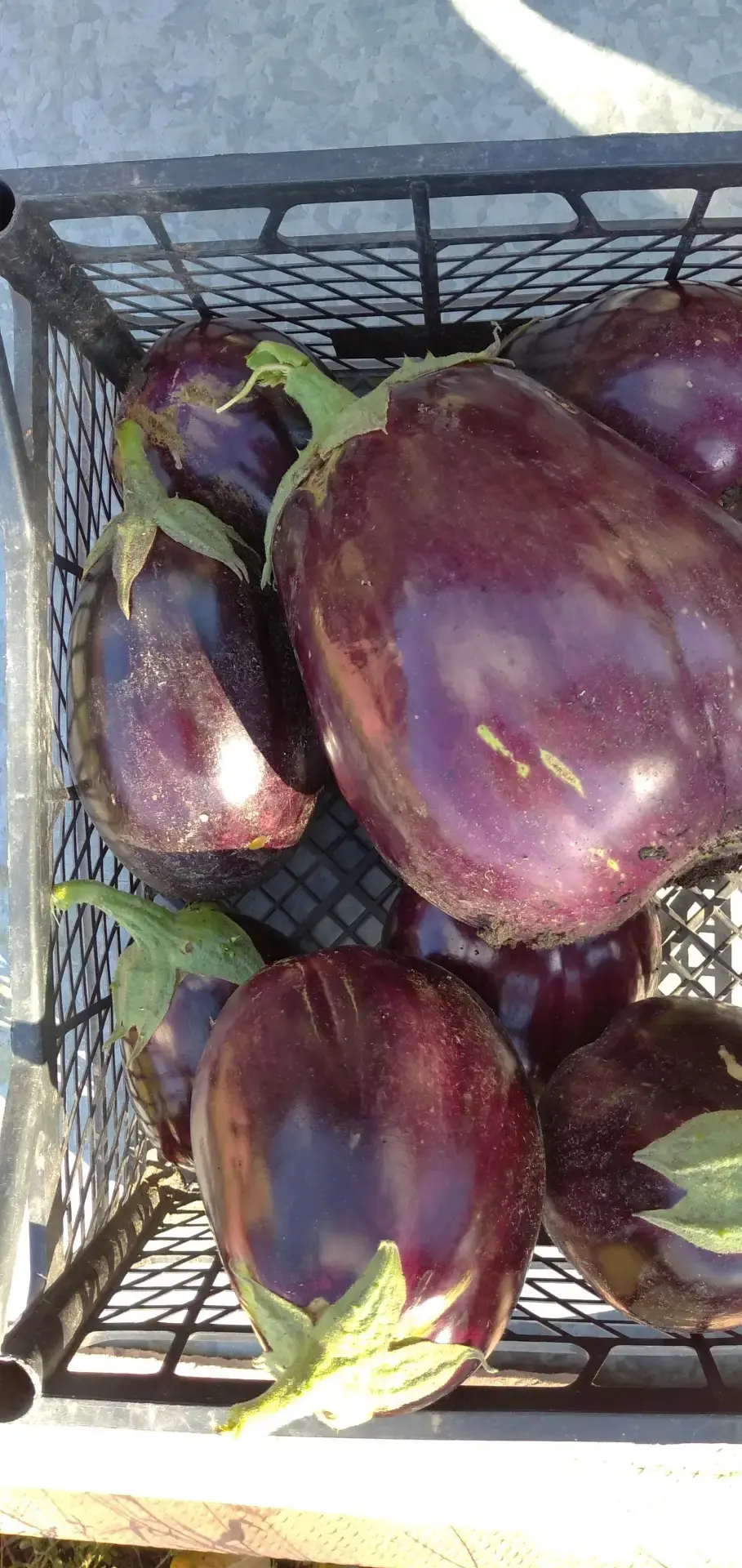 🥕🌽 Сегодня отмечается День свежих овощей! 🍅🥒

Свежие овощи — это источник витаминов, энергии и х