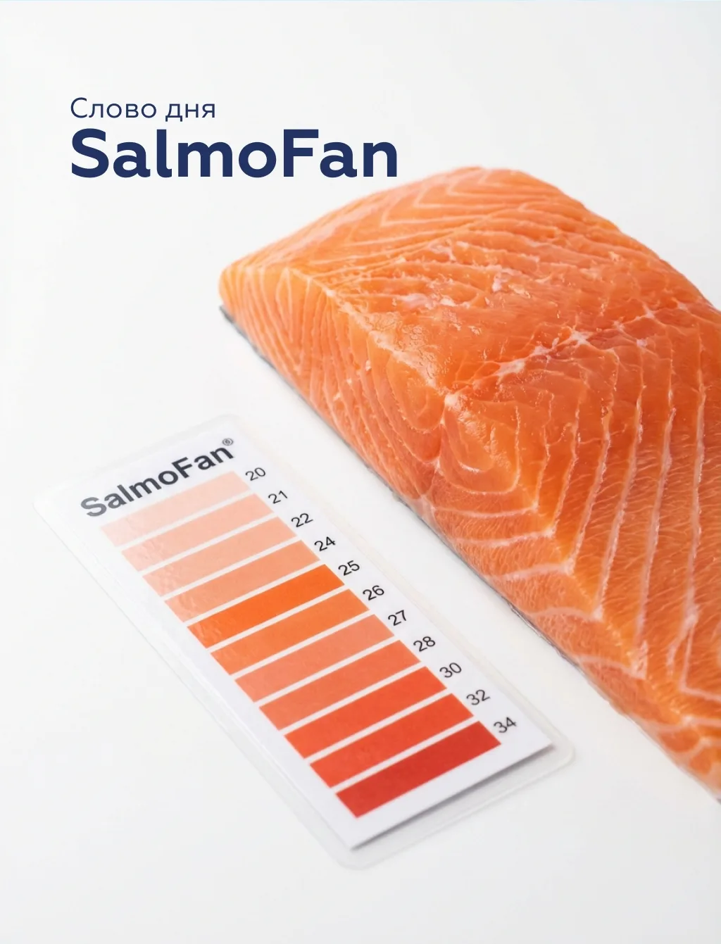 🧠 Слово дня: SalmoFan 🐟
