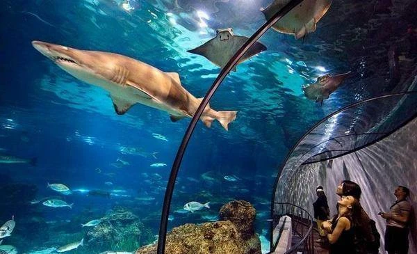🐠 Буль-буль: где посмотреть на морских обитателей, не выезжая из Москвы?

Сохраняйте подборку океан