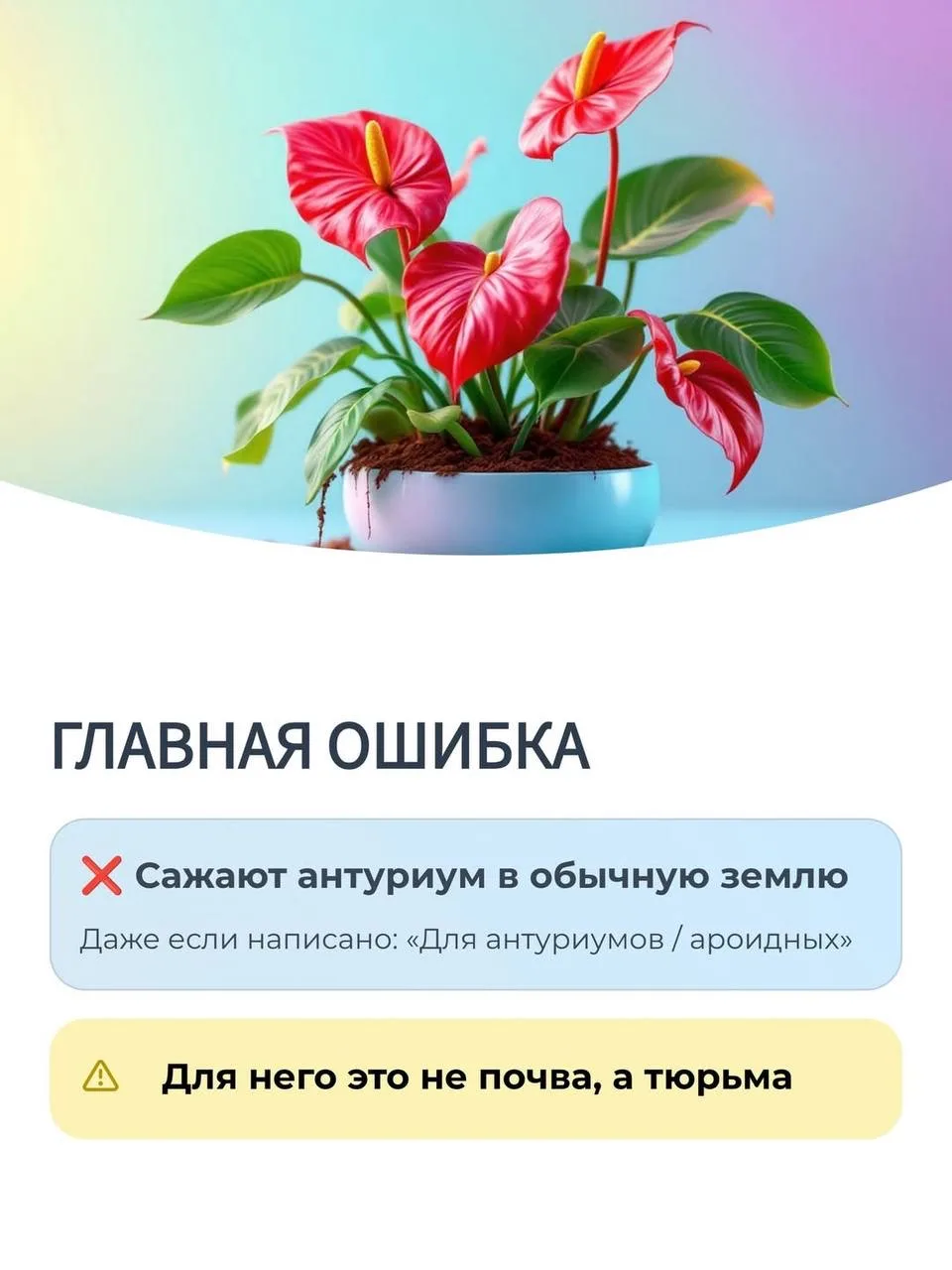 ‼️ГЛАВНАЯ ОШИБКА в уходе Антуриумом