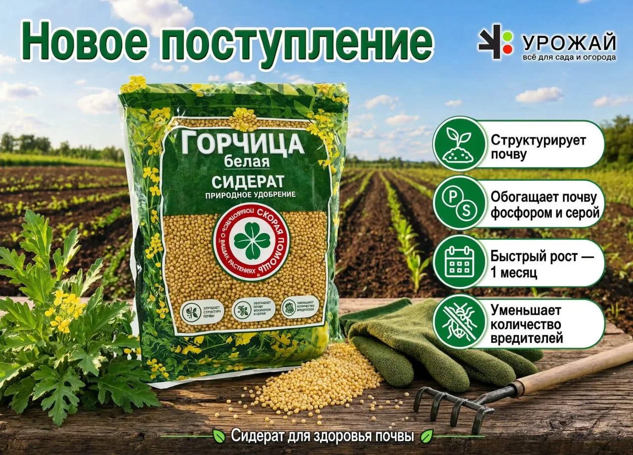 🌱 Новое поступление: Горчица белая (сидерат) от «Скорой помощи» в магазине «Урожай»