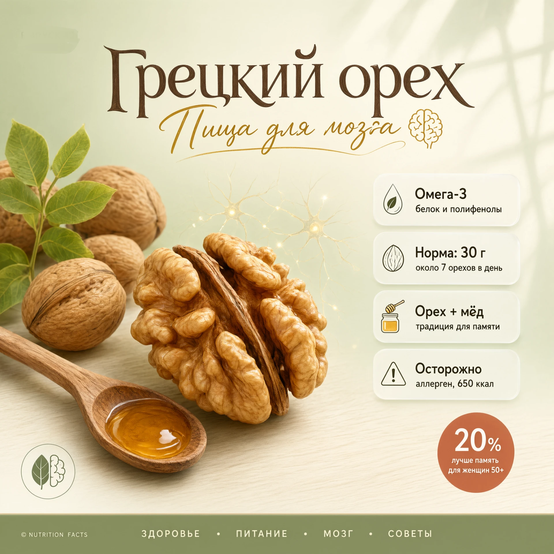 Почему грецкий орех называют «пищей для мозга» 🧠