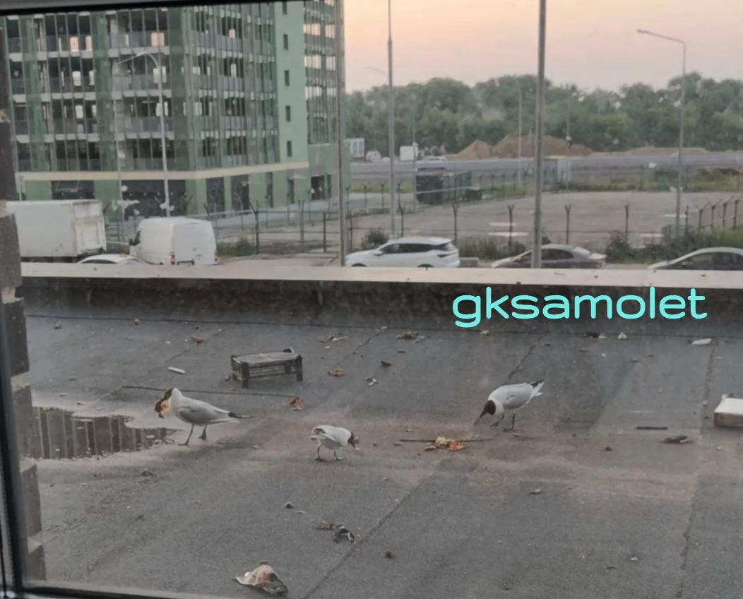 ❎Что за свиньи, уже чайки прилетают жрать.



Основной канал жк Самолет
  
Чат МАХ