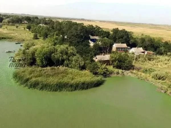 😲Ростовские ученые нашли в дельте Дона новое уникальное растение