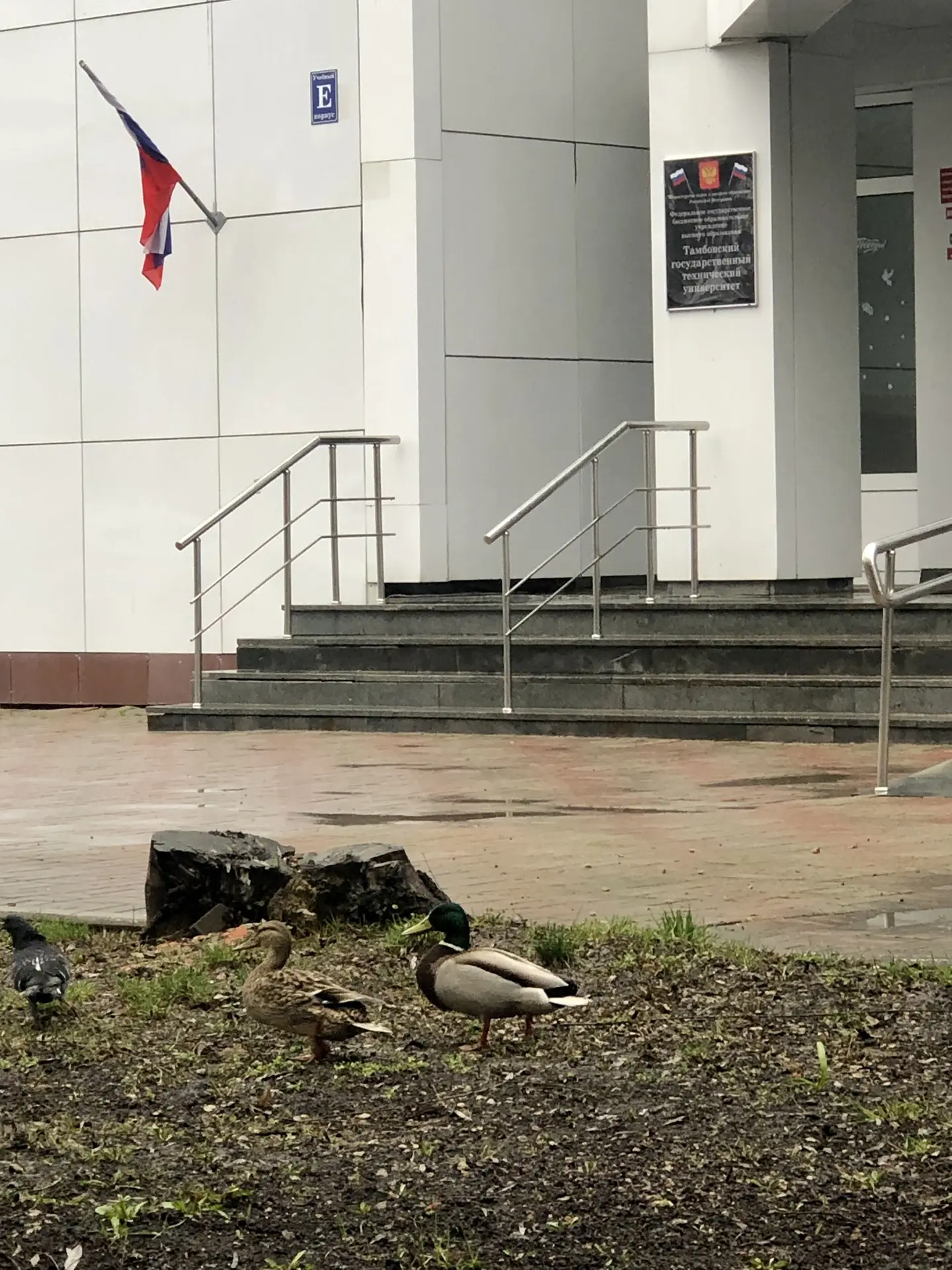 🦆 Срочные новости: в АрхСиТ прибыли эксперты по ландшафтному дизайну! 🕵️‍♂️📐  Сегодня у входа в корп