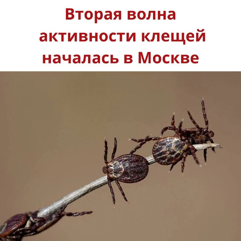 В городе началась новая волна активности клещей — с похолоданием они снова вышли на охо...