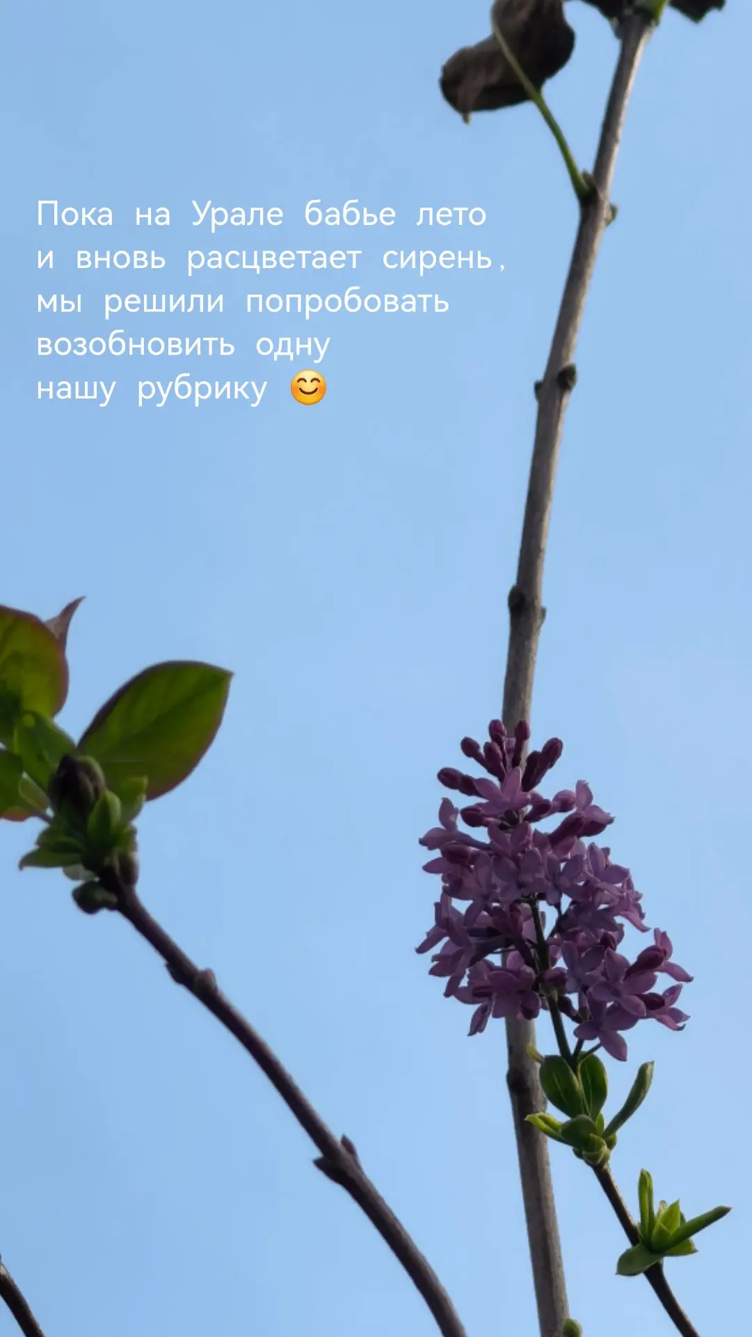 Пока на Урале бабье лето и вновь расцветает сирень, мы решили возобновить одну нашу руб...