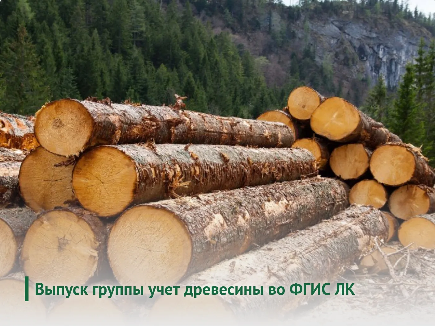 С 17 по 21 августа 2026 года состоялся дистанционный семинар «Учет древесины во ФГИС ЛК».