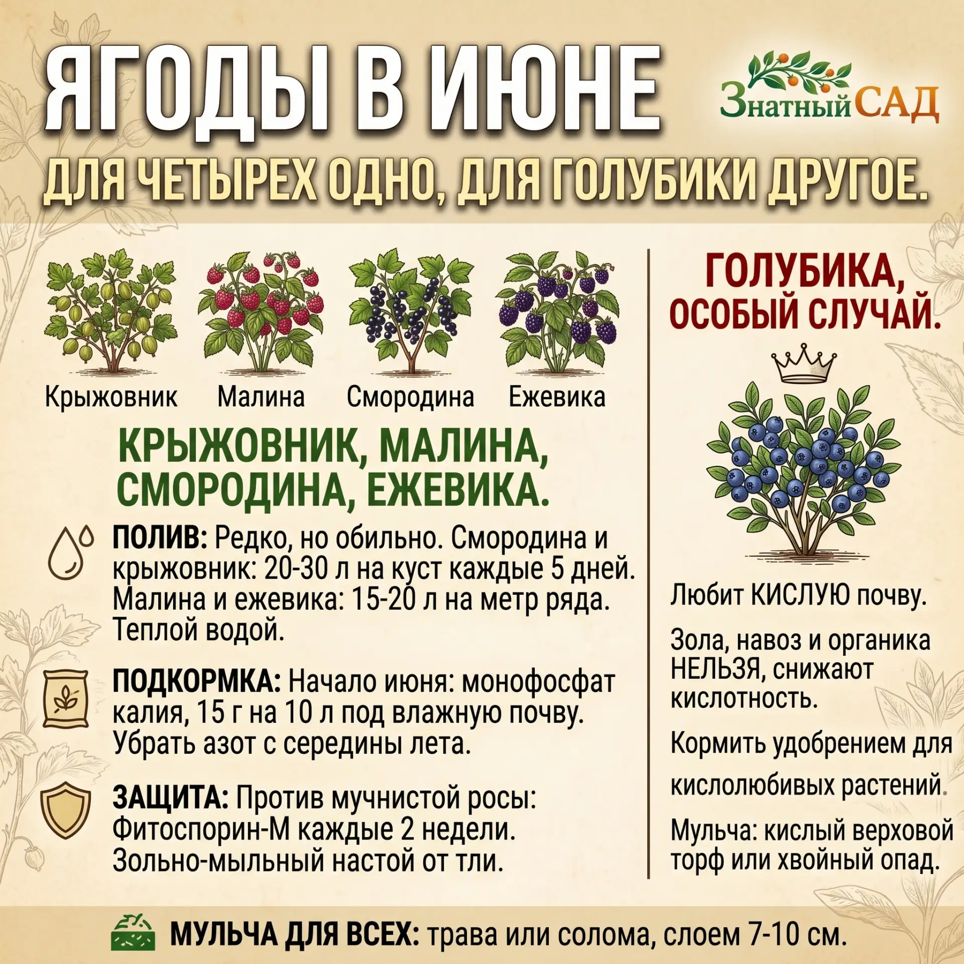 🫐 ПЯТЬ КУСТОВ, А УХОД РАЗНЫЙ. ОСОБЕННО У ОДНОГО

Знатные мои! Гляньте на видео: крыжовник, малина, 