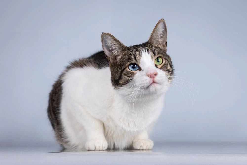 Москва. Просим репостов для поиска семьи для  котика🐈  Знакомьтесь - очаровательный представитель ев