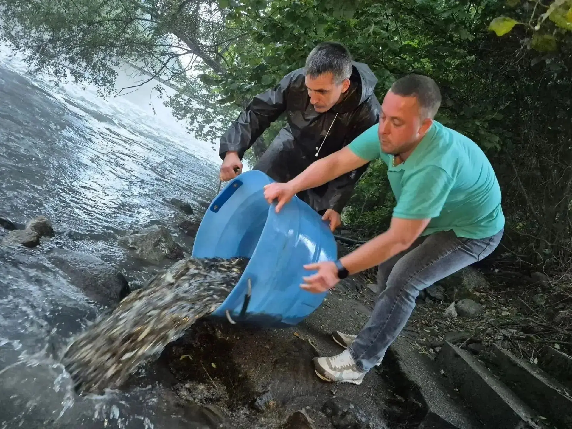 🐟 Более 150 тысяч мальков черноморского лосося выпустили в реки Сочи
