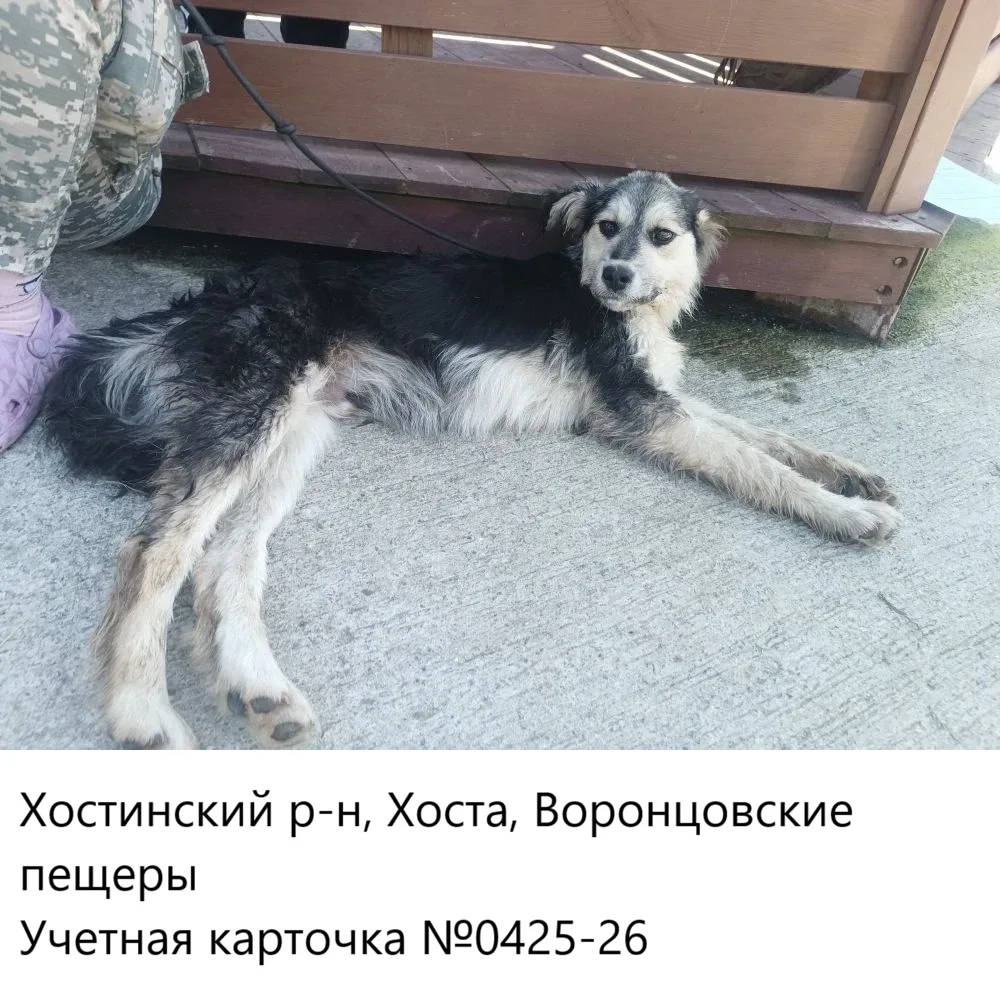 20.05.2026 был отлов собак по адресам: