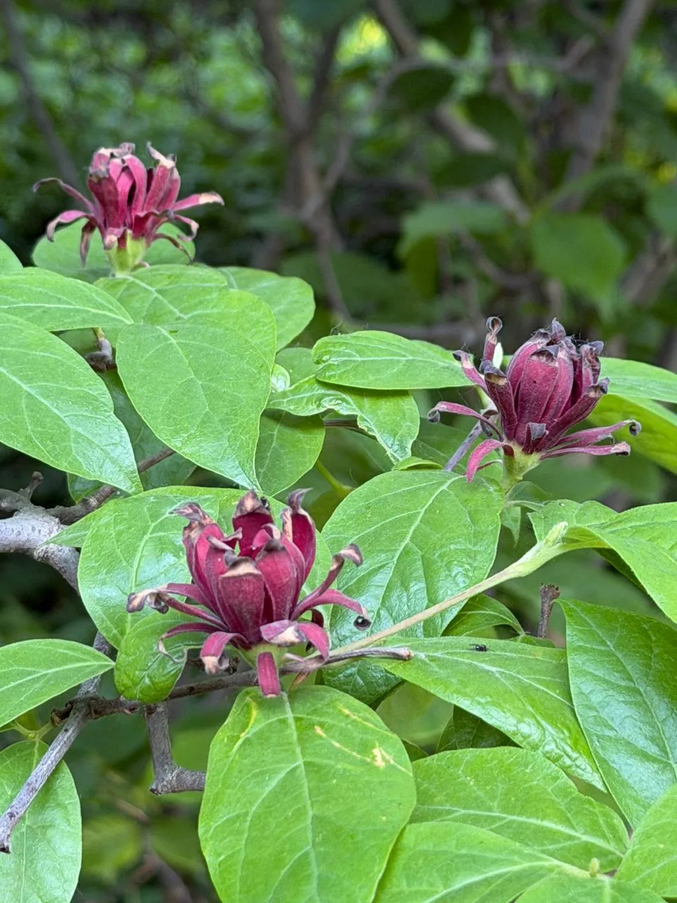 ⚡Ещё одна редкость в Аптекарском огороде — каликант цветущий (Calycanthus floridus) с Юго-Востока Се