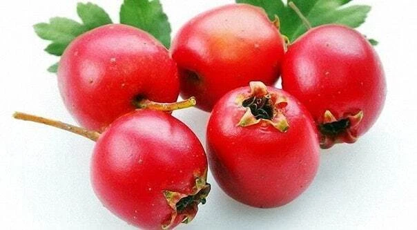 Настойка для молодости, красоты и здоровья: три в одном