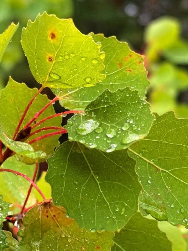 🌧 Днём в Сургуте ожидается +10 °C и небольшой дождь