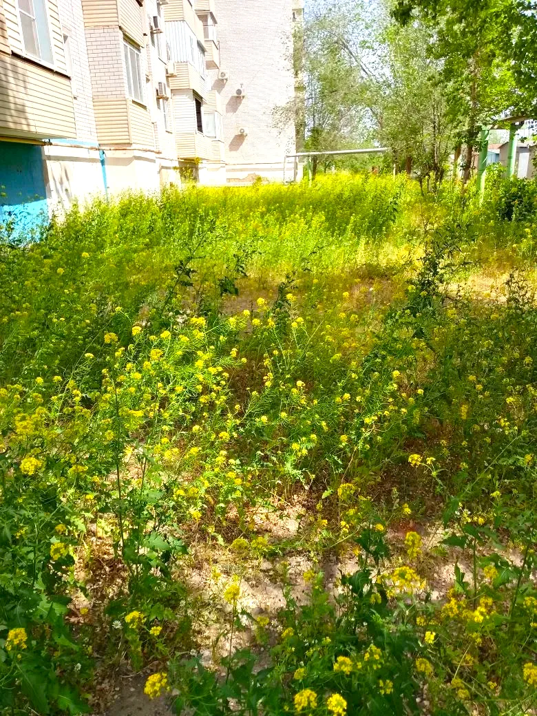 К новости «🌱 Ухоженные газоны и порядок во дворе!»
