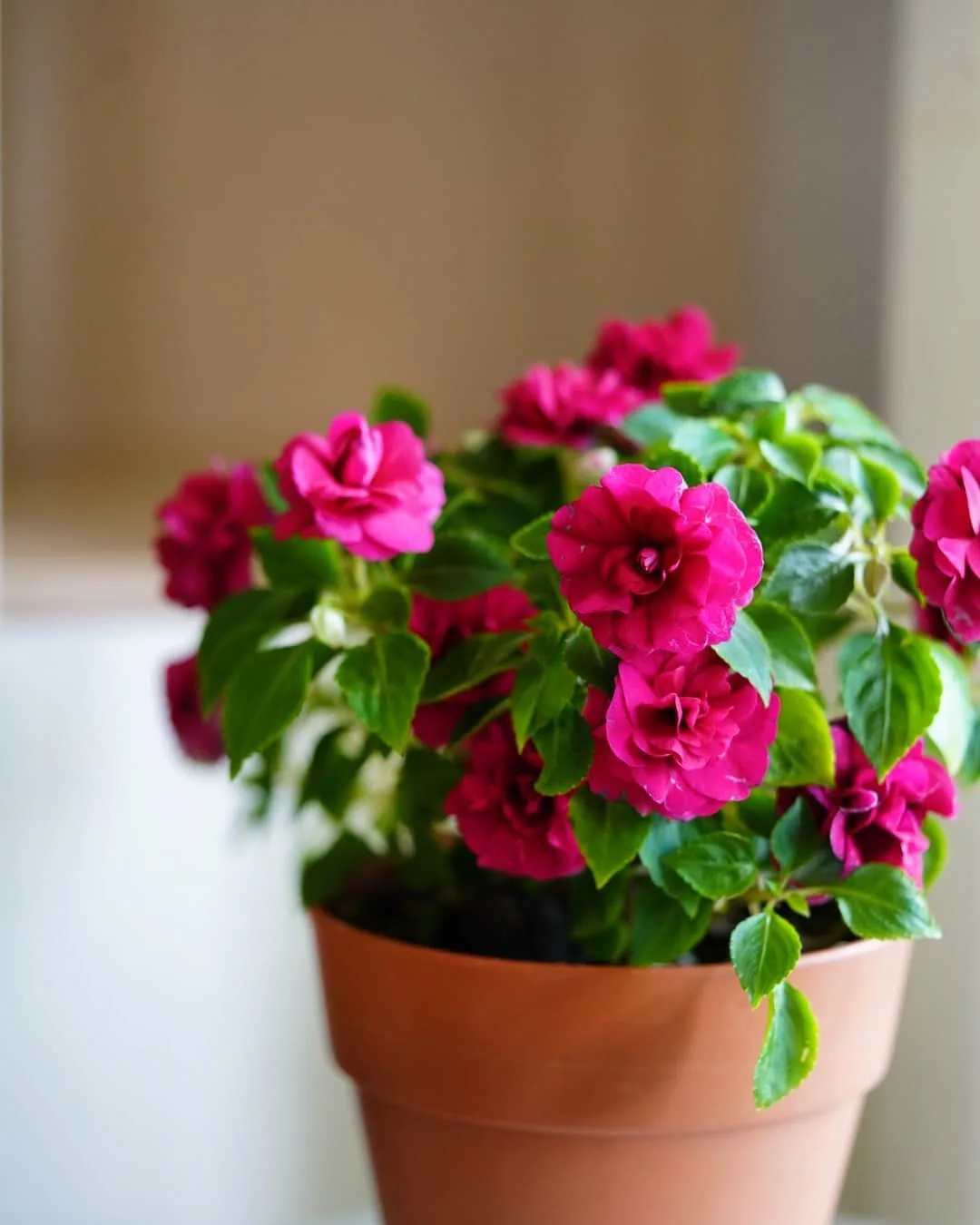 Бальзамин (Impatiens) - это отличный яркий акцент для подоконника. Это неприхотливое ра...