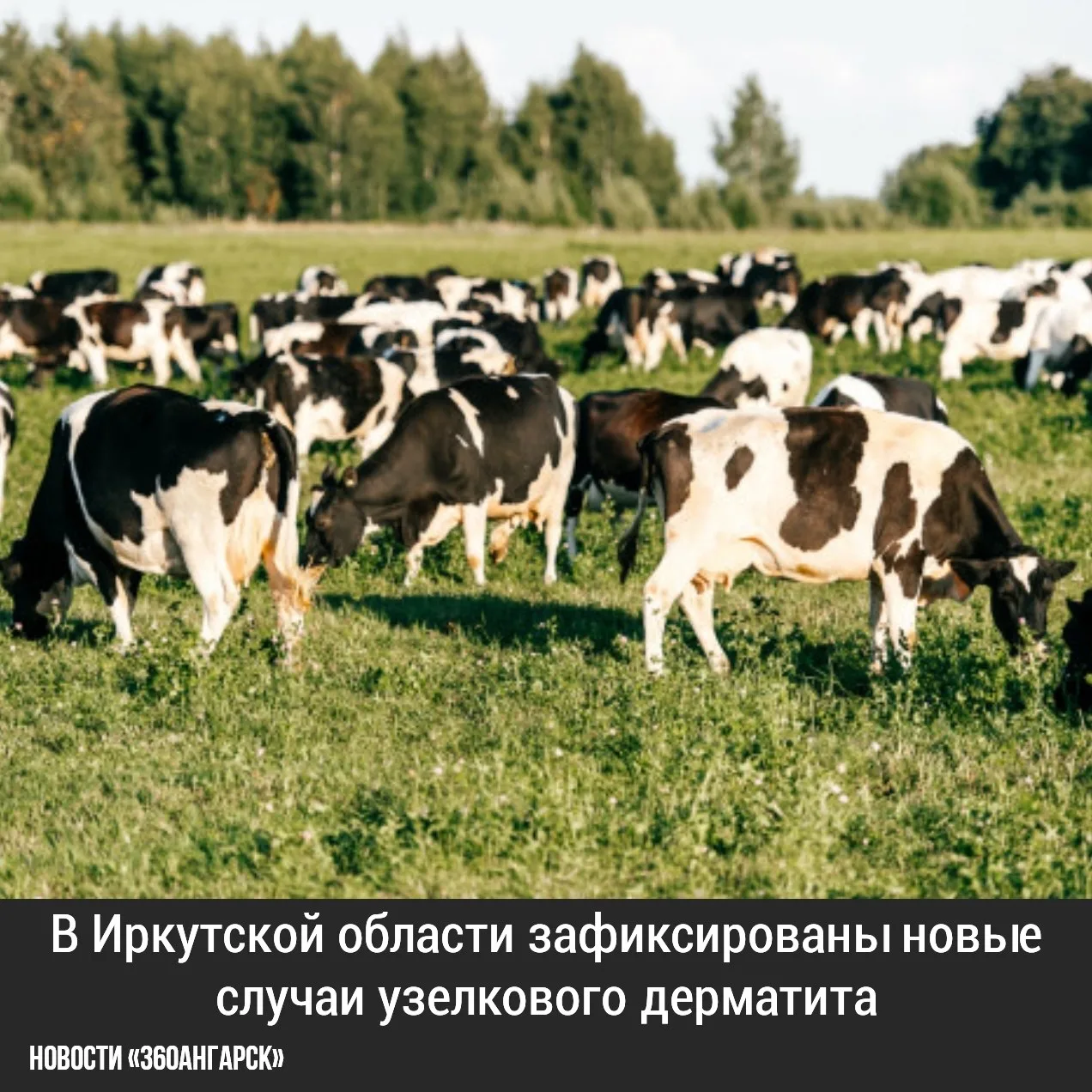 В Иркутской области зафиксированы новые случаи узелкового дерматита - заболевание охват...