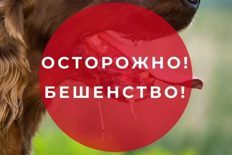 Опасность бешенства. Памятка для граждан.