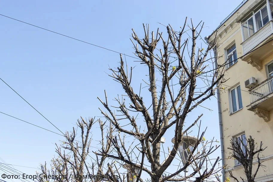 В Ростове в октябре высадят 1,7 тыс. деревьев и 5 тыс. кустарников