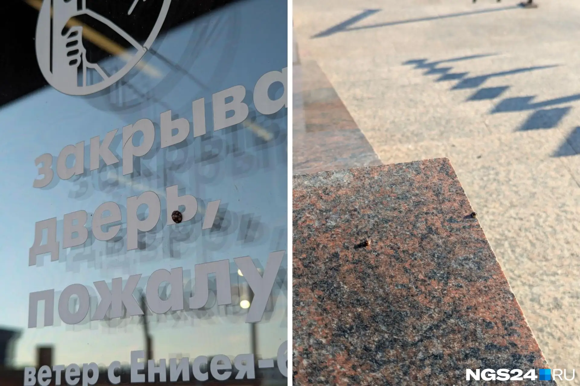 Красноярцы заметили традиционное нашествие божьих коровок