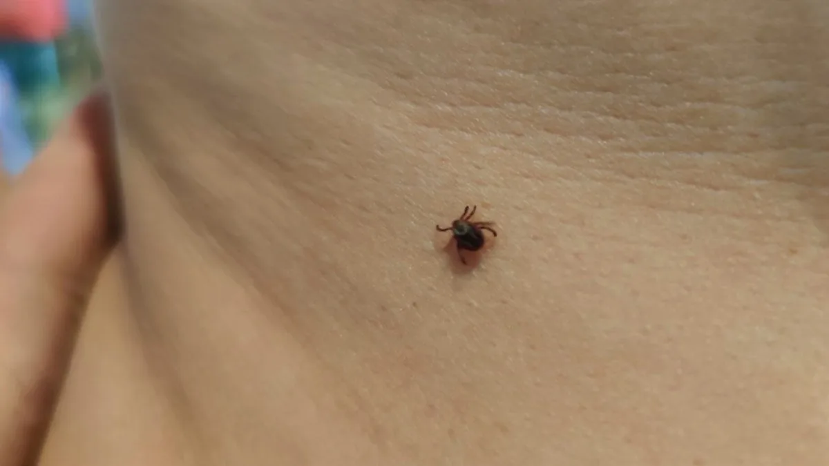 🕷В Самарской области начался второй пик активности клещей