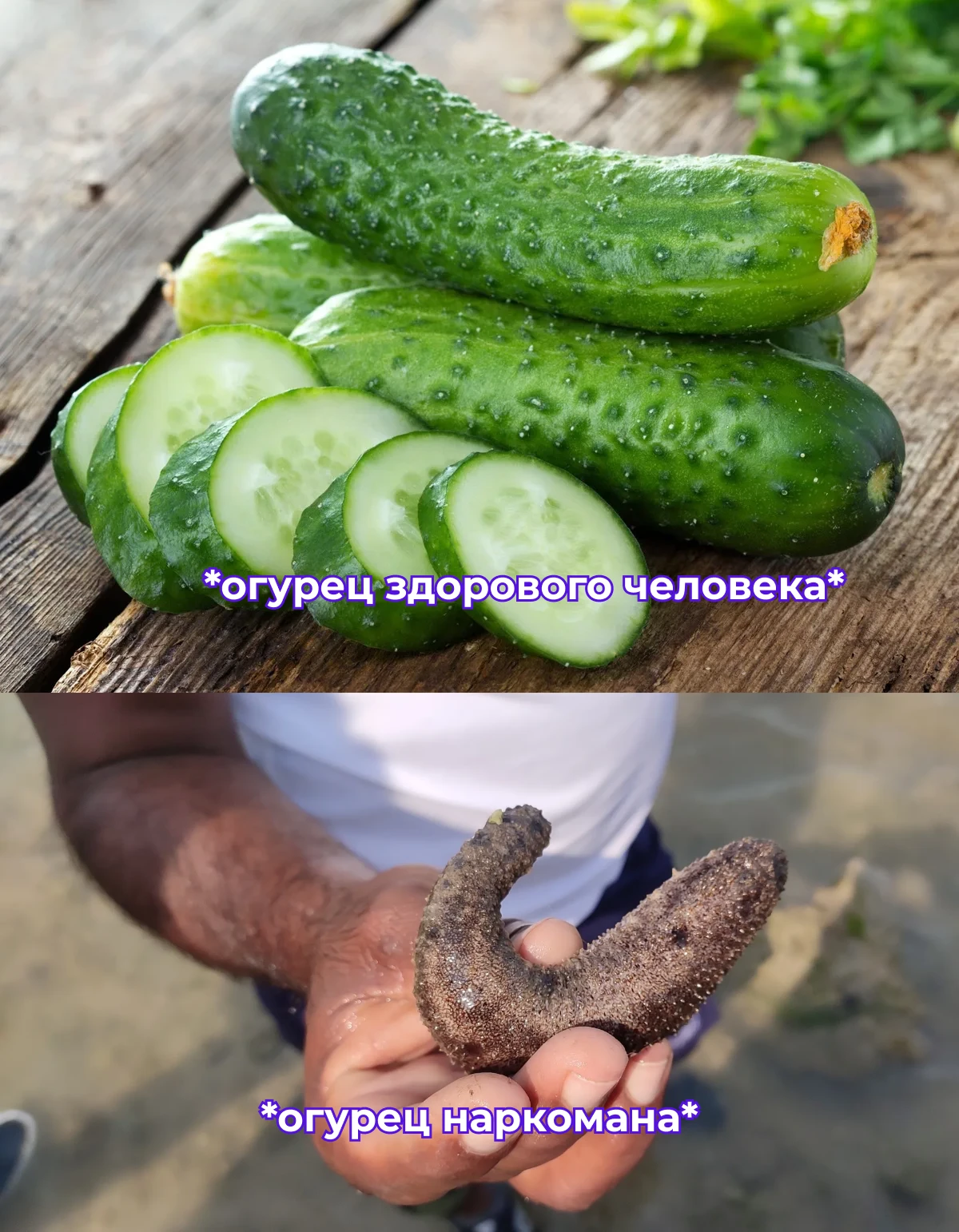 🥒 Морские огурцы стали теневой валютой наркокартелей.