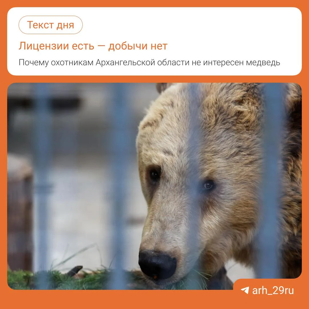 🐻 В Архангельской области участились встречи с медведями