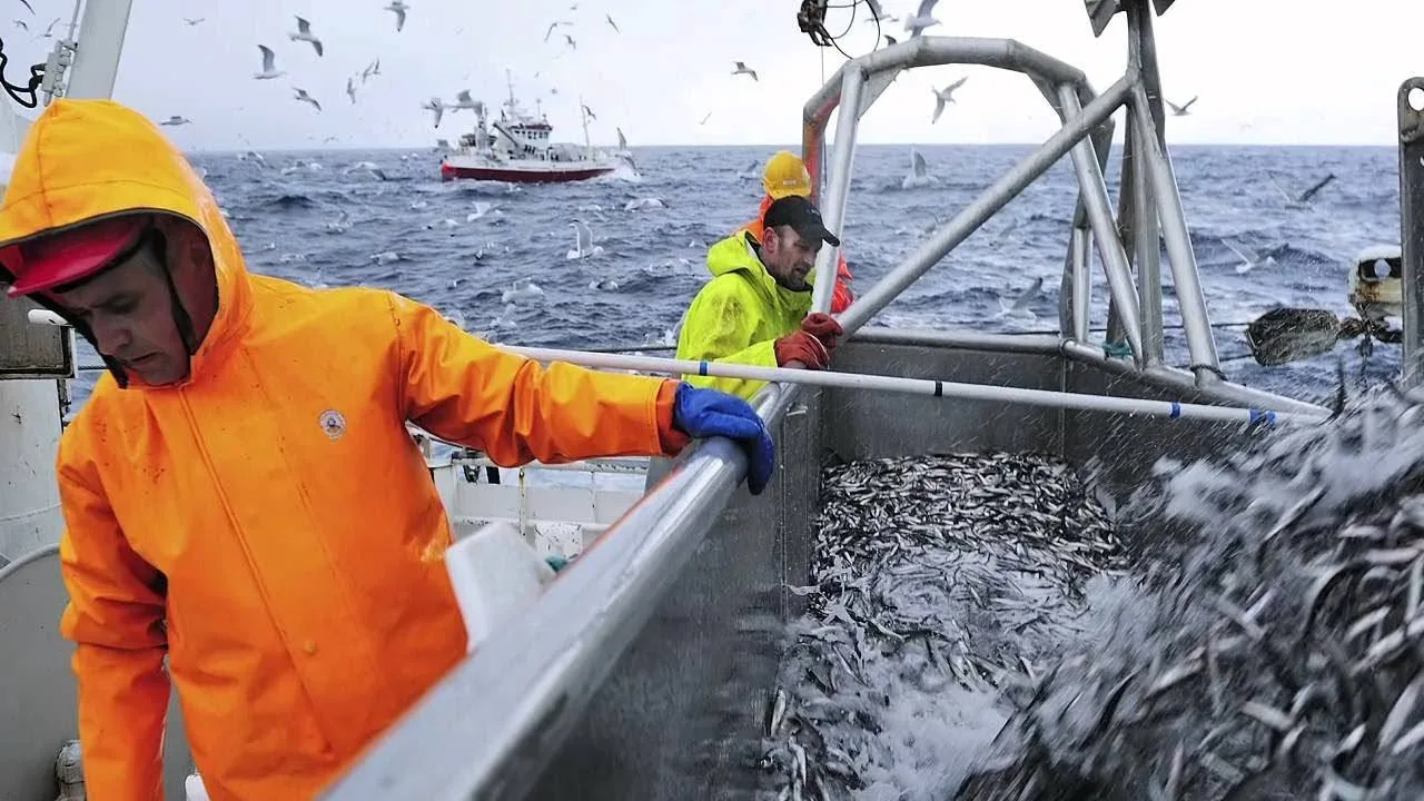 🐟 Мойвенной путины в Баренцевом море в 2027 году может снова не быть  Учёные отмечают, что запасы мо