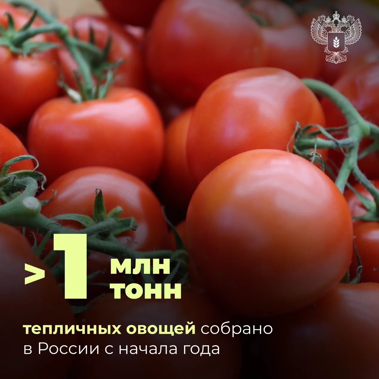 🍅 Сбор тепличных овощей вырос на 3,5%