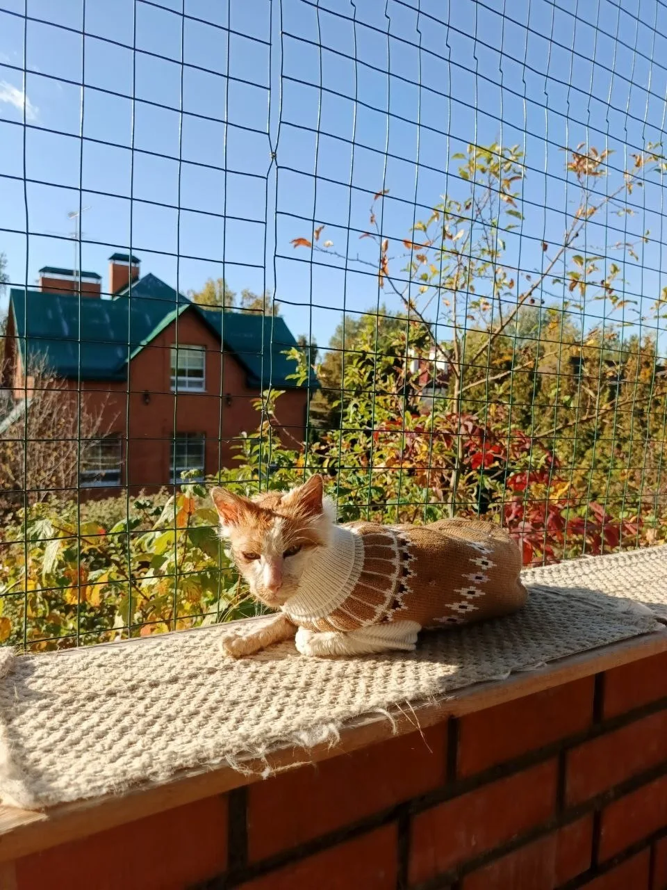 Котичек Рио хорошо перенес наркоз, который ему дали для КТ и забора тканей на биопсию. ...