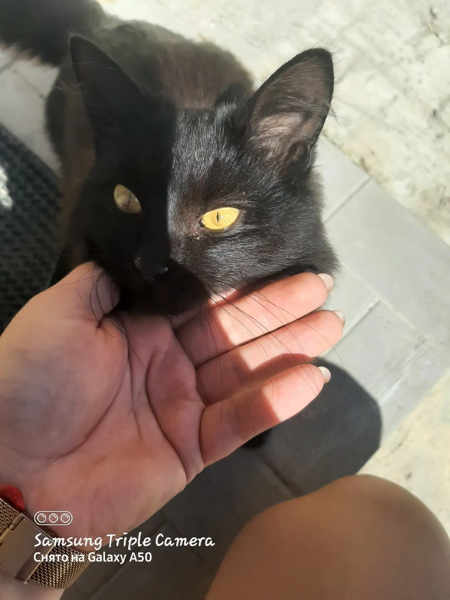 Хозяин найдись,  около моего дома прибился чёрный( черно-шоколадный) котик, ласковый. Догадываюсь по