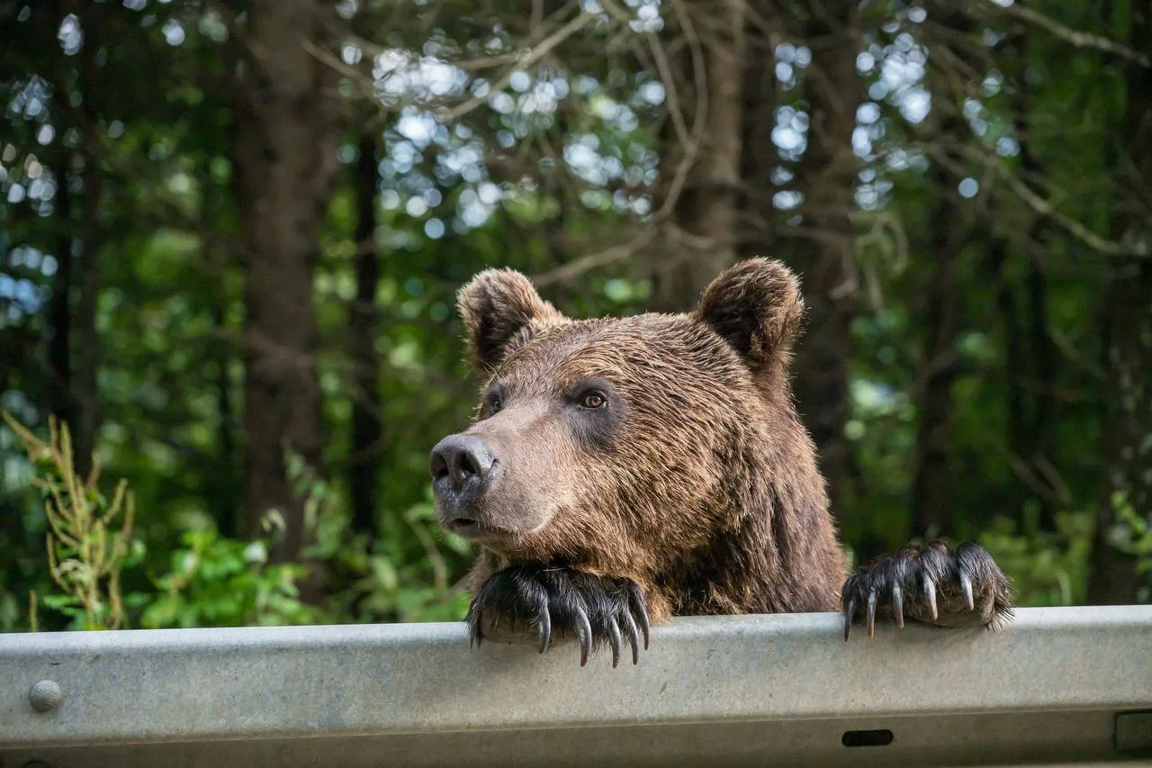 🐻В Подмосковье стало больше бурых медведей