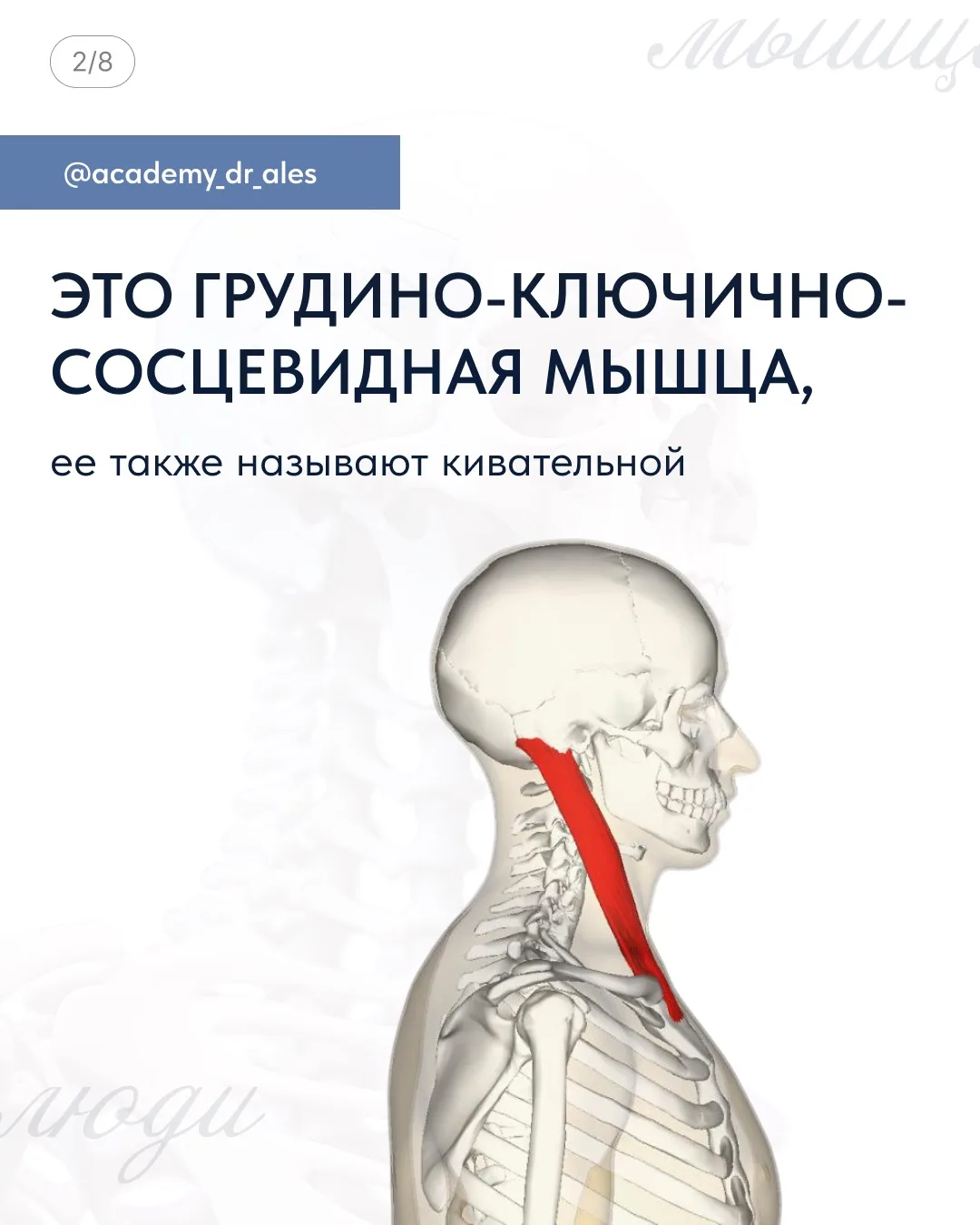 🤩 Волшебная мышца, которая держит лицо!  Грудино-ключично-сосцевидная мышца (ГКСМ) —  испытывает пос